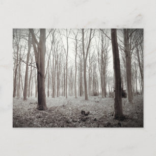 Woodland Dream Postcard Postkarte
