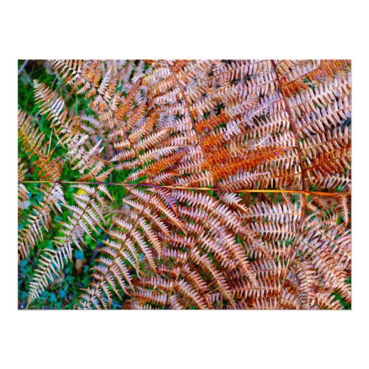 Woodland Ferns Fotodruck (Vorne)
