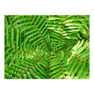 Woodland Ferns Fotodruck