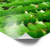 Woodland Ferns Fotodruck (Ecke)
