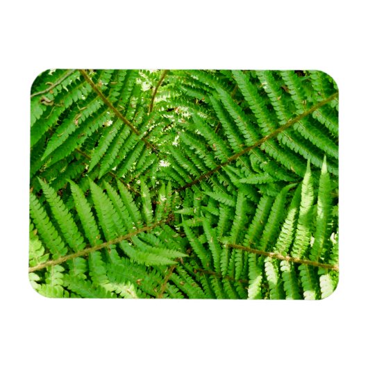 Woodland Ferns Magnet (Horizontal)