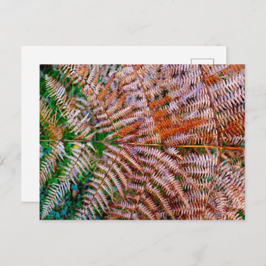 Woodland Ferns Postkarte (Vorne/Hinten)
