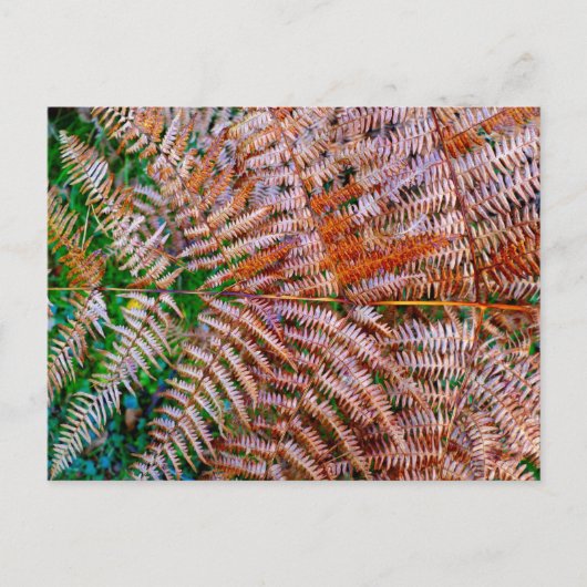 Woodland Ferns Postkarte (Vorderseite)