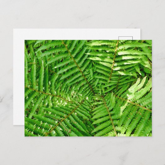 Woodland Ferns Postkarte (Vorne/Hinten)
