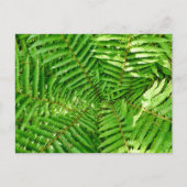 Woodland Ferns Postkarte (Vorderseite)