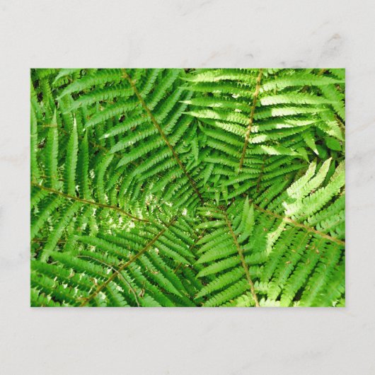 Woodland Ferns Postkarte (Vorderseite)