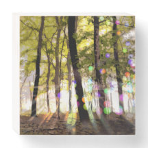 WOODLAND STREAMING SUNLIGHT