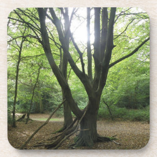 Woodland Sunshine Cork Untersetzer
