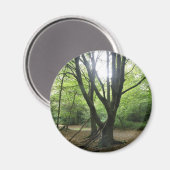 Woodland Sunshine Magnet (Vorderseite/Rückseite)