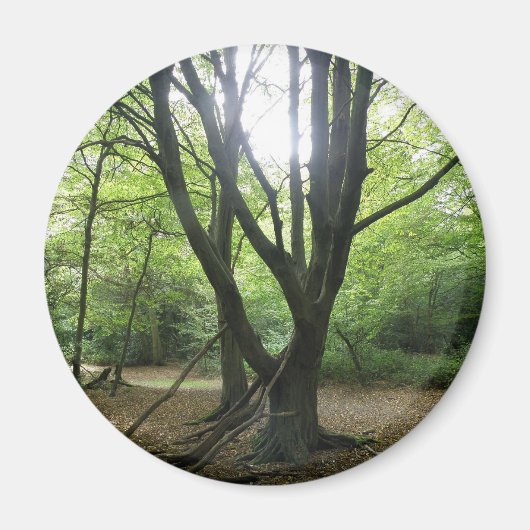 Woodland Sunshine Magnet (Vorne)