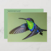 Woodnymph Hummingbird Postcard Postkarte (Vorne/Hinten)