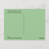 Woodnymph Hummingbird Postcard Postkarte (Rückseite)