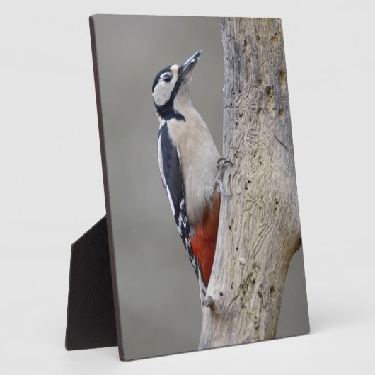 Woodpecker Fotoplatte (Seite)