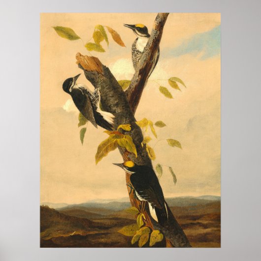 Woodpecker - Joseph B. Kidd Fine Art Poster (Vorne)