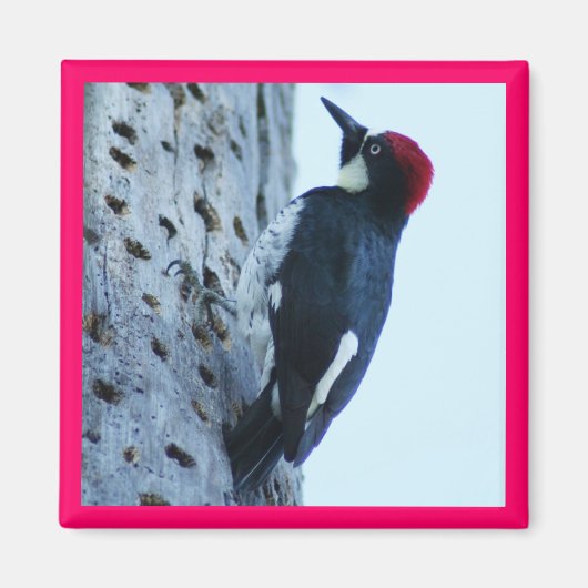 Woodpecker Magnet (Vorne)