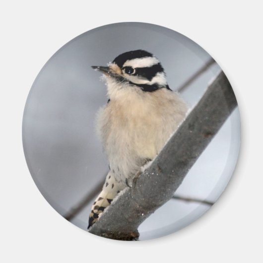 Woodpecker Magnet (Vorne)