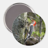 Woodpecker Magnet (Vorderseite/Rückseite)