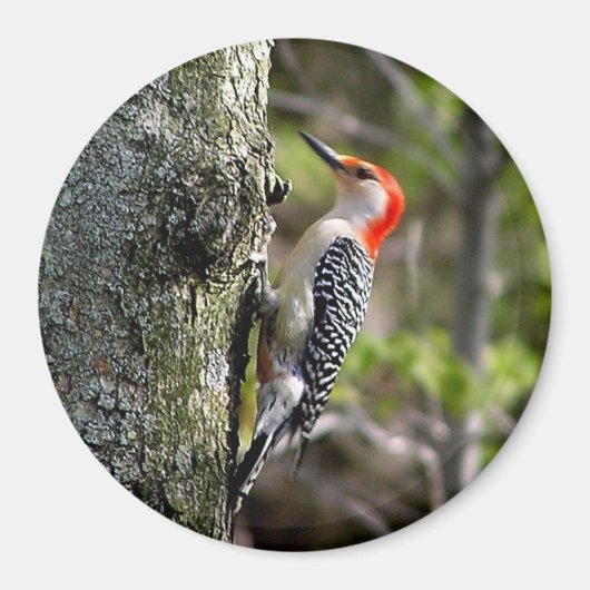 Woodpecker Magnet (Vorne)