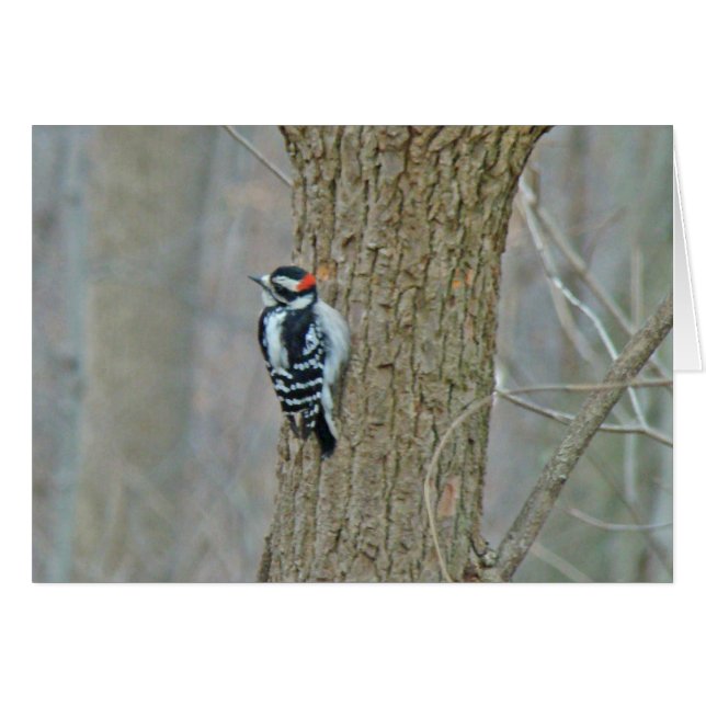 Woodpecker-Objekte herunterladen (Vorderseite (Horizontal))