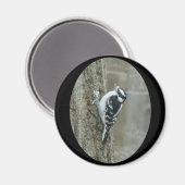 Woodpecker-Objekte herunterladen Magnet (Vorderseite/Rückseite)
