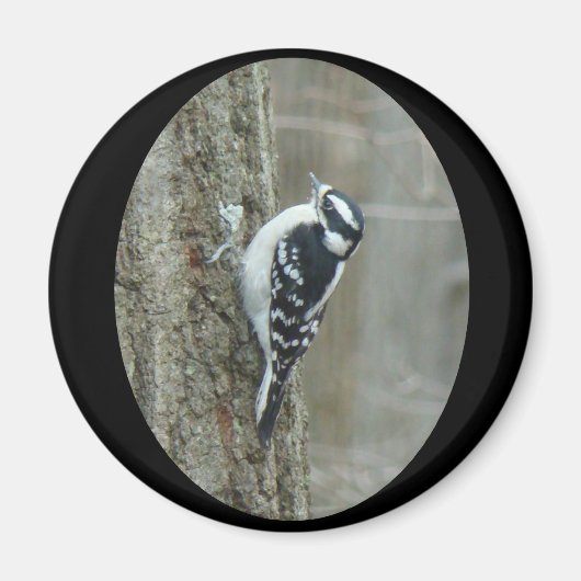 Woodpecker-Objekte herunterladen Magnet (Vorne)