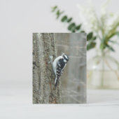 Woodpecker-Objekte herunterladen Postkarte (Stehend Vorderseite)