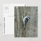 Woodpecker-Objekte herunterladen Postkarte (Vorne/Hinten)