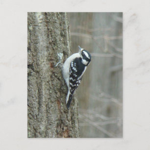 Woodpecker-Objekte herunterladen Postkarte