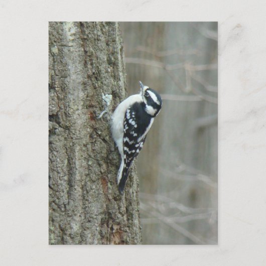 Woodpecker-Objekte herunterladen Postkarte (Vorderseite)