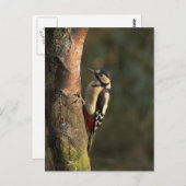 Woodpecker Postcard Postkarte (Vorne/Hinten)