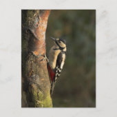 Woodpecker Postcard Postkarte (Vorderseite)