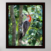 Woodpecker Poster (Vorne)