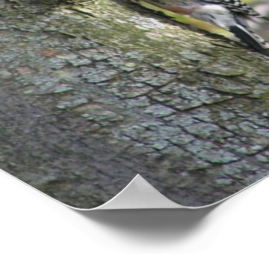 Woodpecker Poster (Ecke)