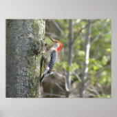 Woodpecker Poster (Vorne)