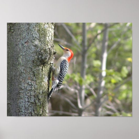 Woodpecker Poster (Vorne)