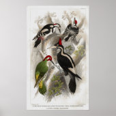 Woodpecker Poster (Vorne)