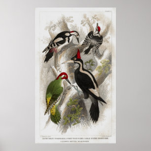 Woodpecker Poster