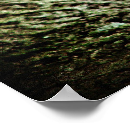 Woodpecker Poster (Ecke)