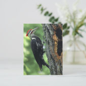 Woodpecker Postkarte (Stehend Vorderseite)
