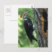 Woodpecker Postkarte (Vorne/Hinten)