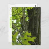 Woodpecker-Postkarte Postkarte (Vorne/Hinten)