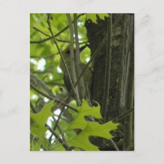 Woodpecker-Postkarte Postkarte (Vorderseite)