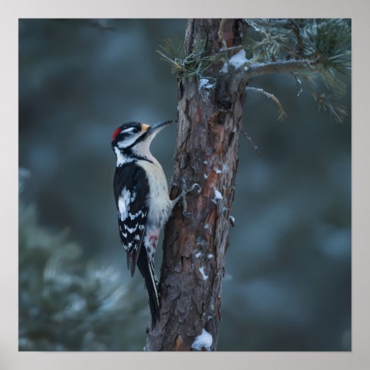 Woodpecker sits on a tree trunk poster (Vorne)