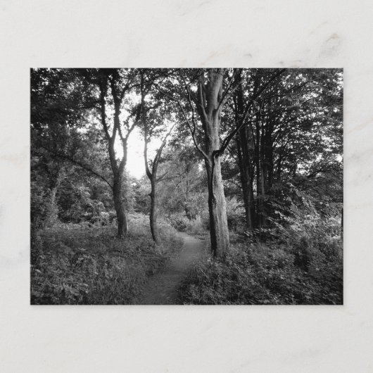 Woods Bute Park, Cardiff Postkarte (Vorderseite)