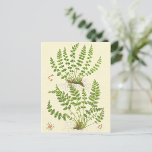 Woodsia-Farn Postkarte (Stehend Vorderseite)