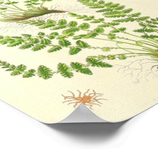 Woodsia Fern Poster (Ecke)