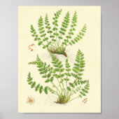 Woodsia Fern Poster (Vorne)