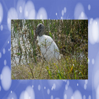 Woodstork Bird Florida Fotografie Puzzle