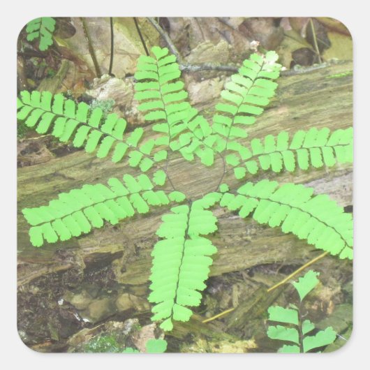 Woodsy Fern Sticker (Vorderseite)