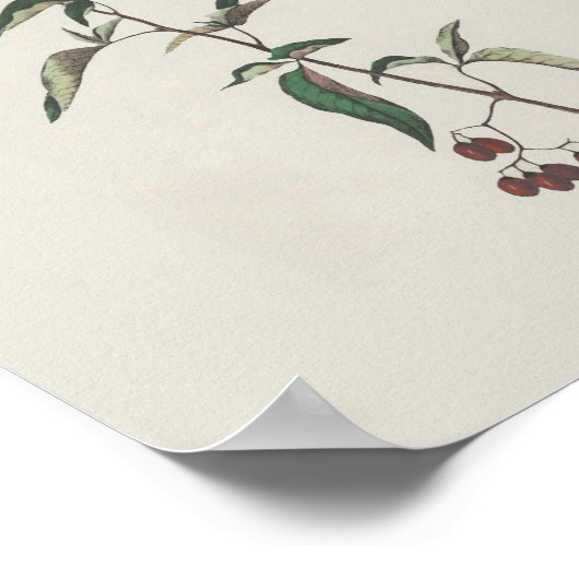 Woody Nightshade Poster (Ecke)